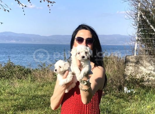 Maltese Yavrularım Sağlık Ve Irk Gara görsel