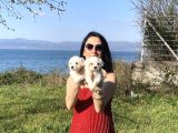 Maltese yavrularım sağlık ve ırk gara