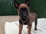 Malinois Yavrularım Sağlık Ve Irk Garan