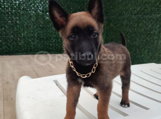 Malinois Yavrularım Sağlık Ve Irk Garan görsel