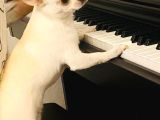 10 Aylık Chihuahua -Romeo- Tea Cup