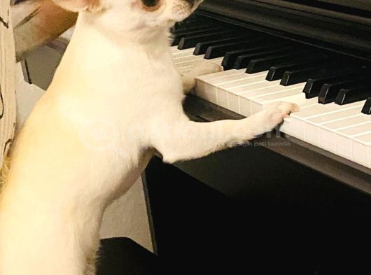 10 Aylık Chihuahua -Romeo- Tea Cup görsel