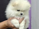 Pomerian Boo Teacup
