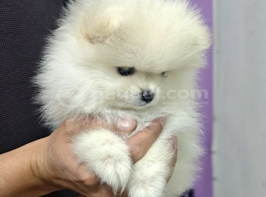 Pomerian Boo Teacup görsel