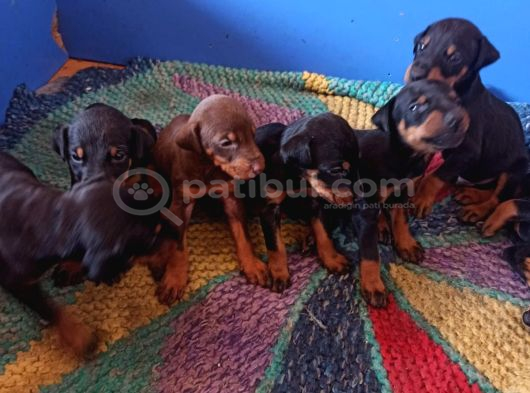 Efsane Doberman Yavrularım Sağlık Ve Irk Garantililer görsel
