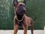Malinois yavrularım sağlık ve ırk garan