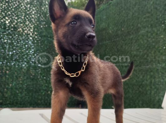 Malinois Yavrularım Sağlık Ve Irk Garan