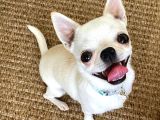 10 Aylık Chihuahua -Romeo- Tea Cup