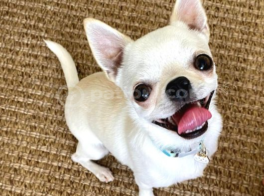 10 Aylık Chihuahua -Romeo- Tea Cup