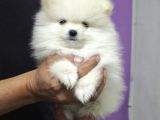 Pomerian Boo Teacup