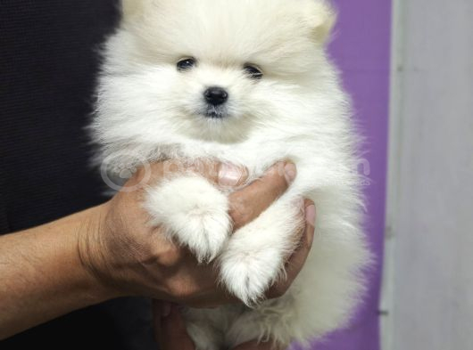 Pomerian Boo Teacup