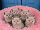 Koca Yanaklı Lilac British Shorthair -Eşsiz Renk
