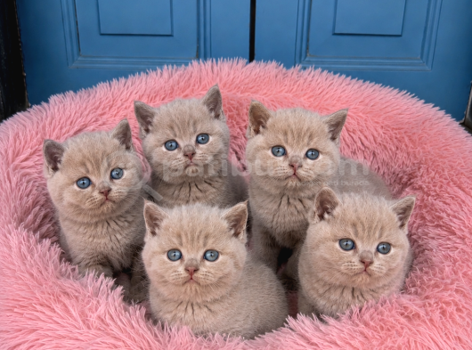 Koca Yanaklı Lilac British Shorthair -Eşsiz Renk görsel