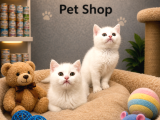 Mükemmel Güzellikte Beyaz British Shorthair Yavrularımız