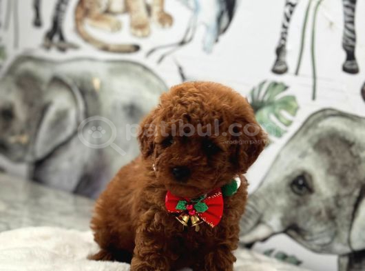 Sevimlilik Abidesi Toy Poodle Yavrular görsel