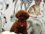 sevimlilik abidesi Toy poodle yavrular
