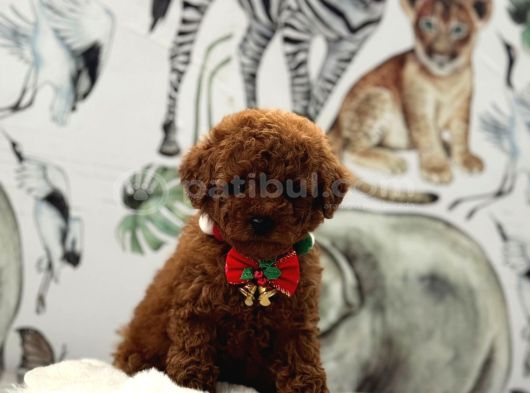 Sevimlilik Abidesi Toy Poodle Yavrular