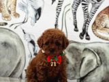 Sevimlilik Abidesi Toy Poodle Yavrular