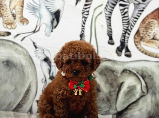 Sevimlilik Abidesi Toy Poodle Yavrular görsel