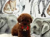 Sevimlilik Abidesi Toy Poodle Yavrular