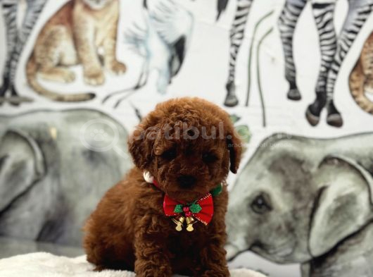 Sevimlilik Abidesi Toy Poodle Yavrular görsel