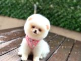 Pamuk Şeker Pomeranian Boo Yavrular