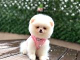 Pamuk Şeker Pomeranian Boo Yavrular