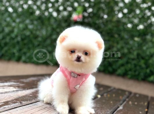 Pamuk Şeker Pomeranian Boo Yavrular görsel