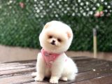 Pamuk Şeker Pomeranian Boo Yavrular