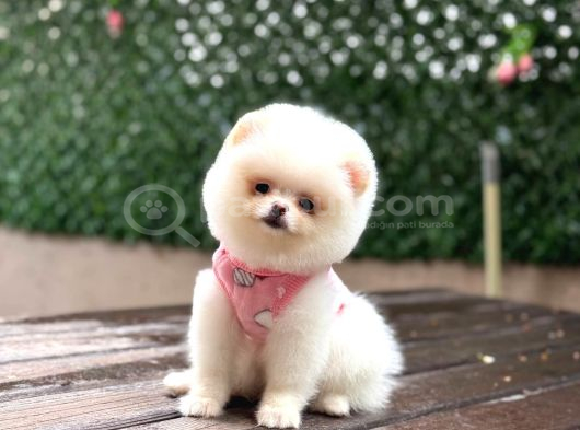 Pamuk Şeker Pomeranian Boo Yavrular görsel