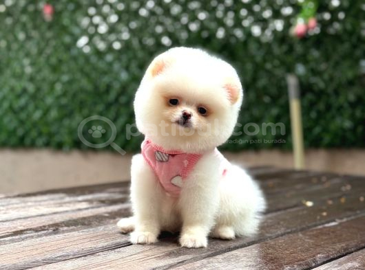 Pamuk Şeker Pomeranian Boo Yavrular