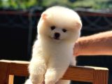 Ayı Kafalı A kalite Pomeranian Boo Yavrular