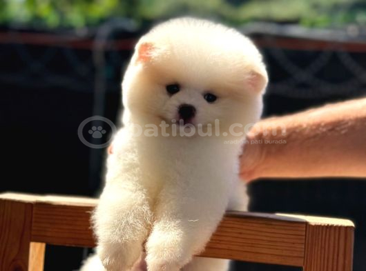 Ayı Kafalı A Kalite Pomeranian Boo Yavrular