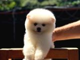 Ayı Kafalı A Kalite Pomeranian Boo Yavrular