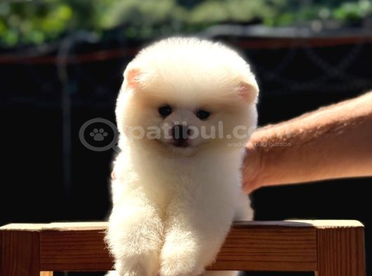 Ayı Kafalı A Kalite Pomeranian Boo Yavrular görsel