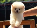 Ayı Kafalı A Kalite Pomeranian Boo Yavrular