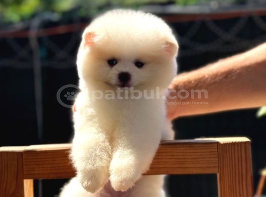 Ayı Kafalı A Kalite Pomeranian Boo Yavrular görsel