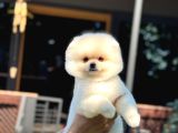 Ayı Kafalı A Kalite Pomeranian Boo Yavrular