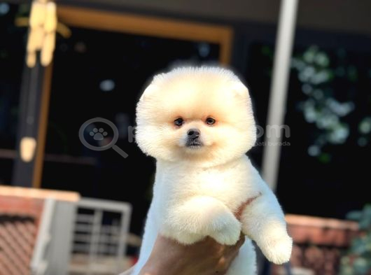 Ayı Kafalı A Kalite Pomeranian Boo Yavrular görsel