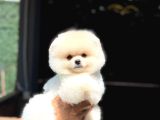 Ayı Kafalı A Kalite Pomeranian Boo Yavrular