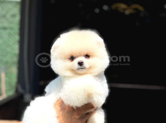 Ayı Kafalı A Kalite Pomeranian Boo Yavrular görsel