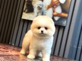 Ayıcık Surat Pomeranian Yavrular