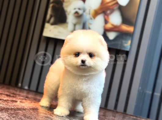 Ayıcık Surat Pomeranian Yavrular görsel