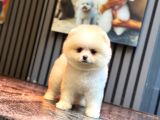 Ayıcık surat Pomeranian yavrular