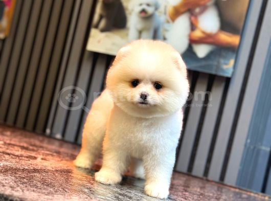 Ayıcık Surat Pomeranian Yavrular