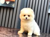Ayıcık Surat Pomeranian Yavrular