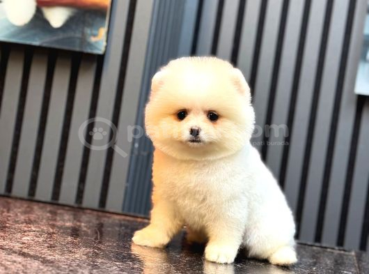 Ayıcık Surat Pomeranian Yavrular görsel