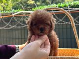 Minicik Kore Poodle Yavru