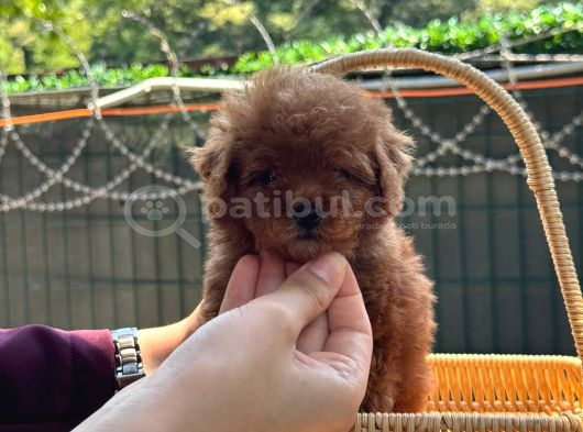 Minicik Kore Poodle Yavru görsel