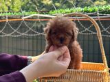 Minicik Kore Poodle Yavru